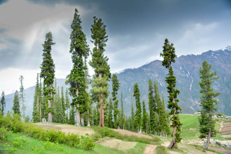 Lalazar | Beautiful Lalazar Meadows in Naran Kaghan